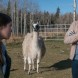L'�pisode 913 d'Heartland en fran�ais !