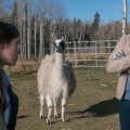 L'�pisode 913 d'Heartland en fran�ais !