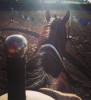 Heartland #Tournage saison 10 